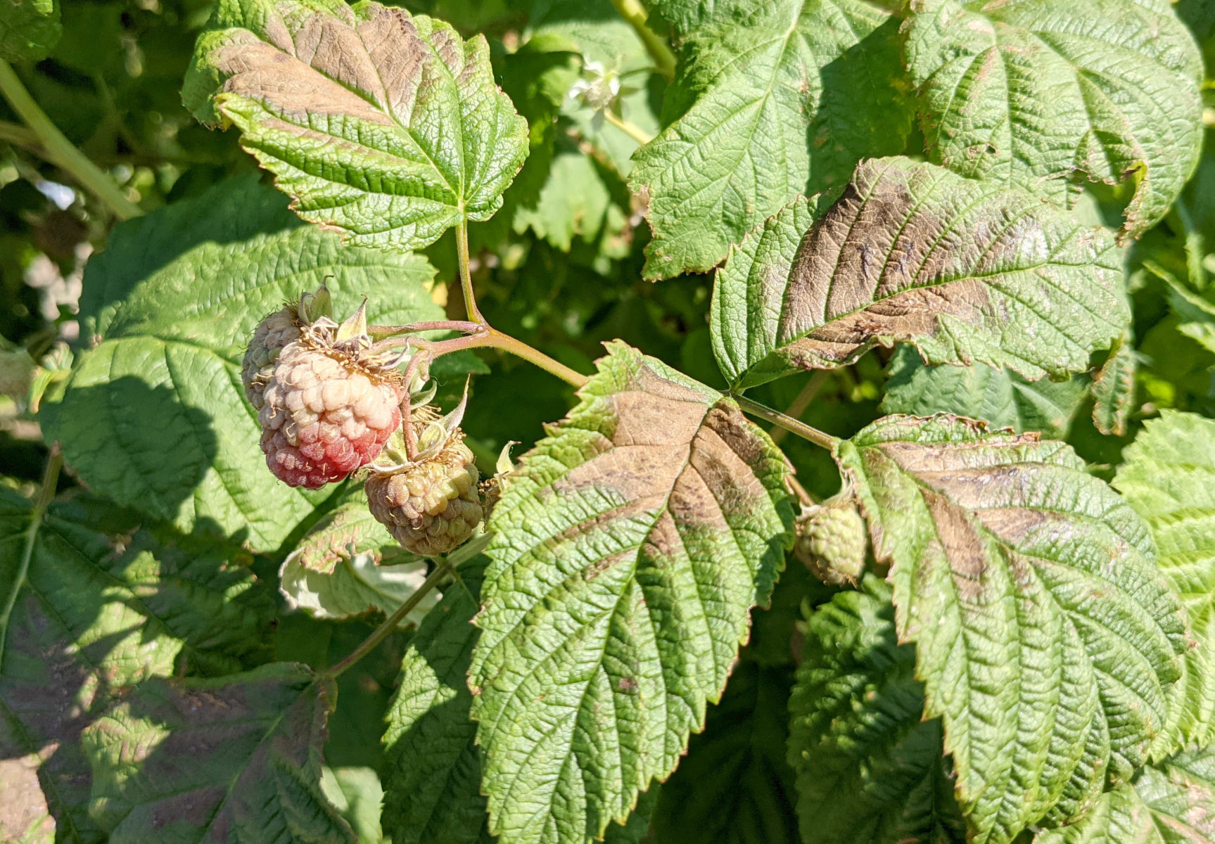 Damaged raspberries